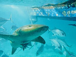 Nurse shark looking at camera