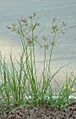 Nutgrass Cyperus rotundus02