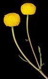 Onchosiphon piluliferum - Flickr - Kevin Thiele.jpg