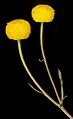 Onchosiphon piluliferum - Flickr - Kevin Thiele