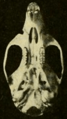 Oryzomys talamancae ventral