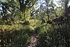 Patagonia-Sonoita Creek