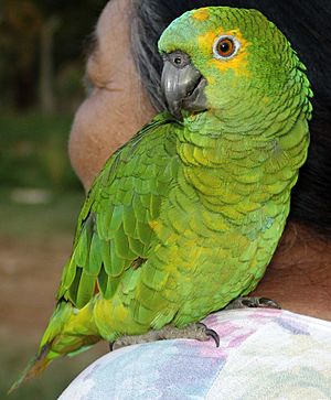 Papagaio (Fêmea) REFON 010907