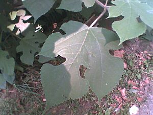 Paper Mulberry leaf