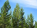 Pinus contorta subsp latifolia Thermopolis Wyoming.jpg