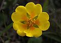 Potentilla hickmanii (Hickman's cinquefoil) flower (32031388533)