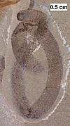 Probable leech from the Waukesha Biota