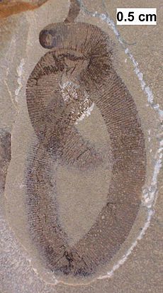 Probable leech from the Waukesha Biota