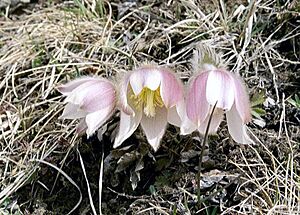 Pulsatilla vernalis, Seiser Alm