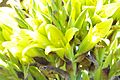 Puya chilensis Zapallar 05