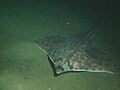 Raja binoculata