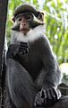 Red-Eared Guenon at CERCOPAN sanctuary