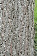 Red Oak Quercus Rubra Bark Vertical High DoF