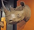 Reproduction rhino head