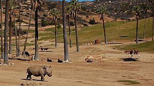 Rhino san diego wild animal park