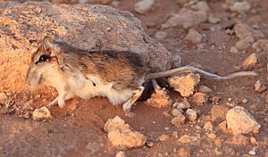 Riggenbach's Gerbil imported from iNaturalist photo 202968435 on 9 January 2023.jpg