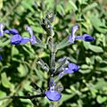 Salvia chamaedryoides 4