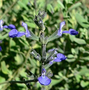 Salvia chamaedryoides 4.jpg