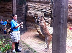 Shasta VI with trainer, September 2013