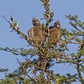 Speckled mousebirds (Colius striatus kikuyensis) pair