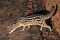 Spotted fanaloka (Fossa fossana)