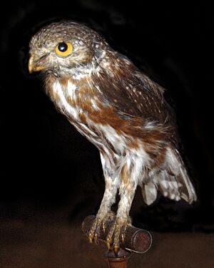 Strigidae - Glaucidium minutissimum