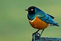 Superb Starling Portrait