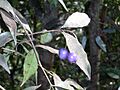 Syzygium oleosum Barrenjoey