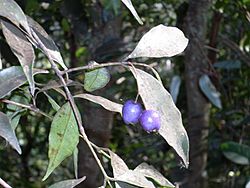 Syzygium oleosum Barrenjoey