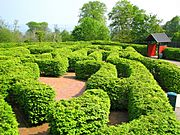 The 'Northern Ireland Maze', Carnfunnock Country Park - geograph.org.uk - 797991