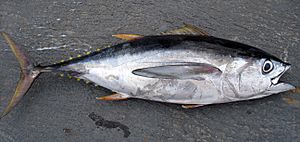Thunnus obesus (bigeye tuna).jpg