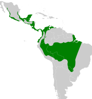 Tityra semifasciata map.svg