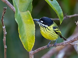 Todirostrum pictum - Painted Tody-Flycatcher; Botanic Garden Tower, Manaus, Amazonas, Brazil.jpg