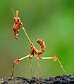 Wandering Violin Mantis (Gongylus gongylodes) Photograph By Shantanu Kuveskar