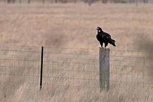 Wedge-tailed Eagle (24689911341)