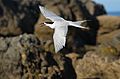White-fronted tern flying past with beak open