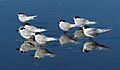 White fronted terns.NZ (19213771548)