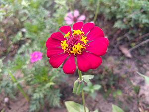Zinnia single layer and 12 Petals 2.jpg