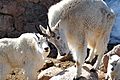 2007-06-17-evans-goats11