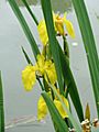 20150531Iris pseudacorus