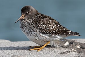 2019-08-13 02 Purple Sandpiper (Calidris maritima), Reykjavik Iceland