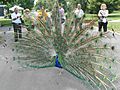 A GFS resident peacock shows off to visitors 6-8-2014