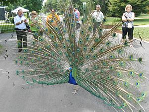 A GFS resident peacock shows off to visitors 6-8-2014