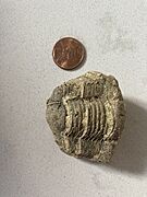 A Thaleops sp. from Mount Horeb, Wisconsin