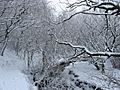 A winter wonderland on the Leeds Country Way , Pudsey. - geograph.org.uk - 134083