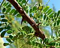 Acacia greggii thorns