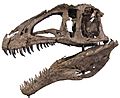 Acrocanthosaurus Hendrickx