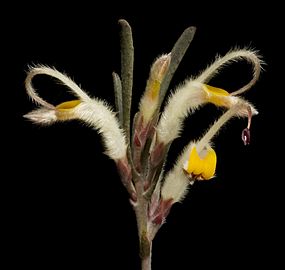 Adenanthos detmoldii - Flickr - Kevin Thiele