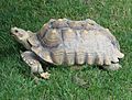 African Spurred Tortoise 001