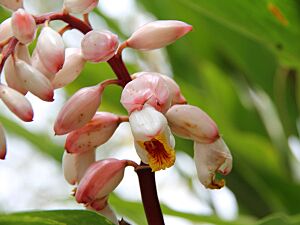 Alpinia zerumbet2